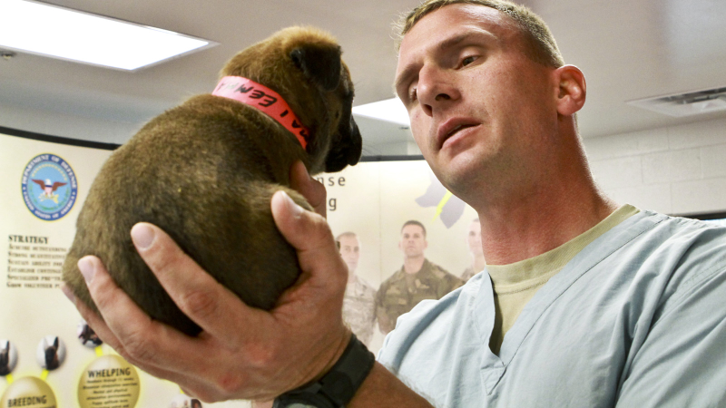 Illustration for article titled 26 Awesome Photos of War Dogs Showing How Badass and Cute They Can Be